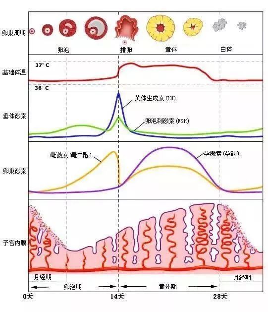 最新月经报告，深入了解女性生理周期的变化与影响