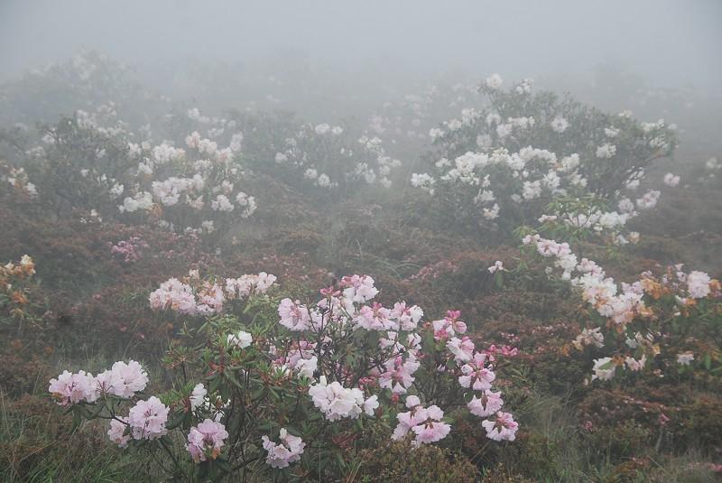 花柔水最新，自然之美的绽放与探索