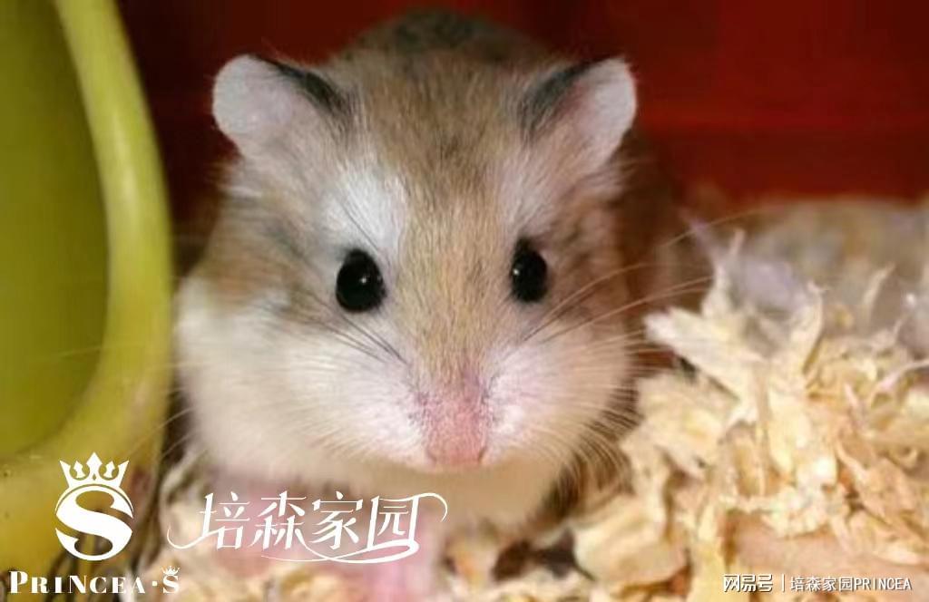 嗨仓鼠最新版，体验全新升级的魅力所在