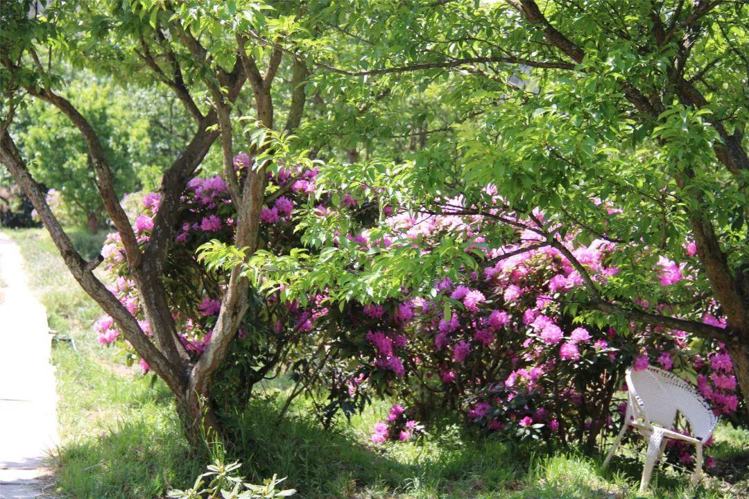 丽江听花谷最新旅游指南