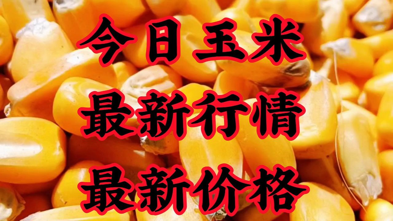 安徽蚌埠玉米最新价格动态分析